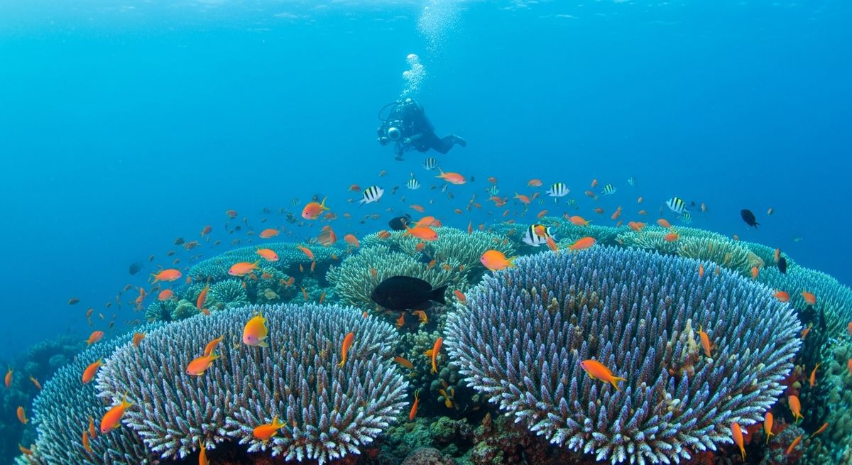 Black Forest - Grenada dive site